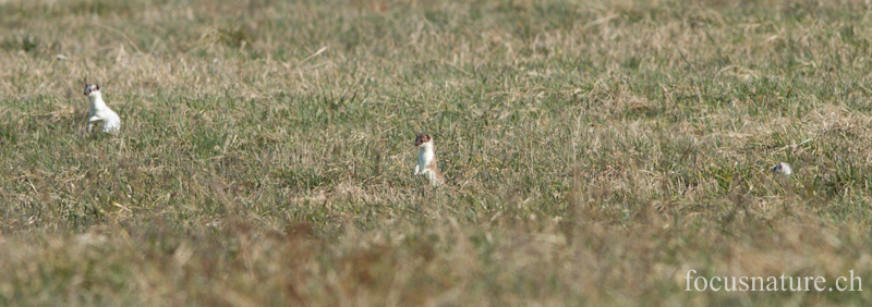 Hermine 5588.jpg - Hermines (Mustela erminea)  en pelage d'hiver ou en pleine mue. Elles sont trois sur la photo, il y en avait une 4ème hors champ! (Genève, Suisse, mars 2013)